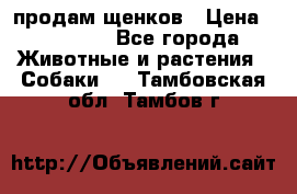 продам щенков › Цена ­ 15 000 - Все города Животные и растения » Собаки   . Тамбовская обл.,Тамбов г.